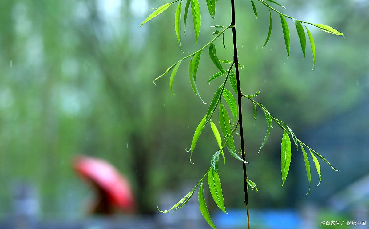 雨中柳树图片