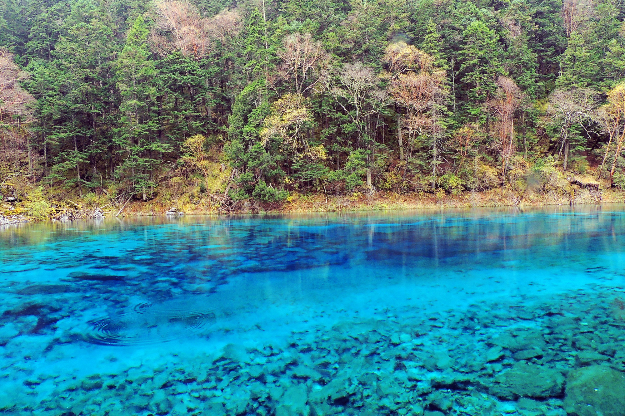 四川九寨溝,一生必去一次的人間仙境