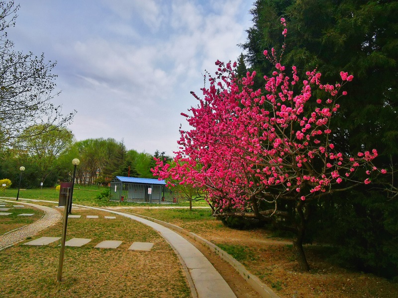 回龙园公园 花红柳绿春日俏