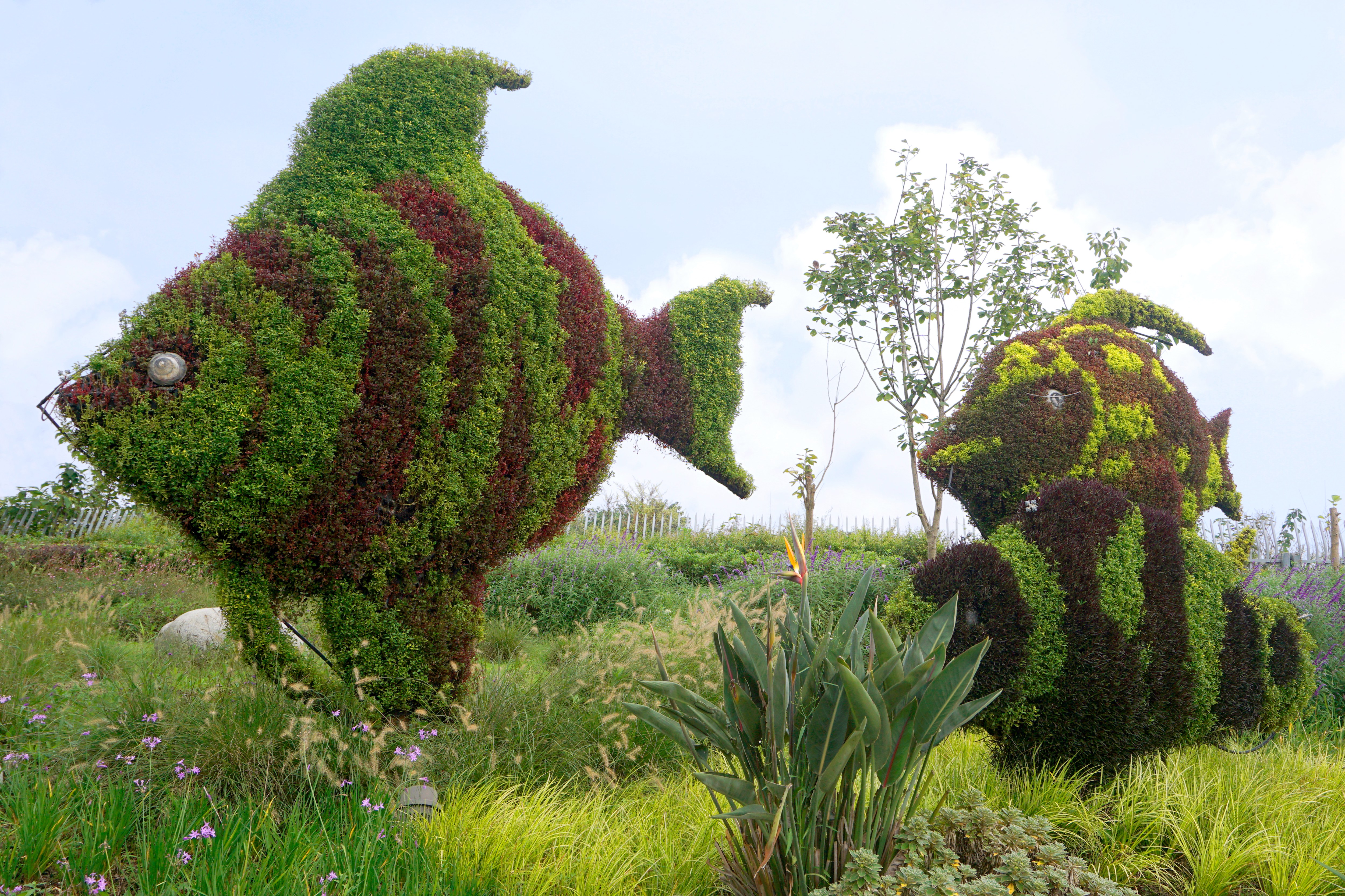 绿雕花雕:四川成都城市园林植物雕塑采风