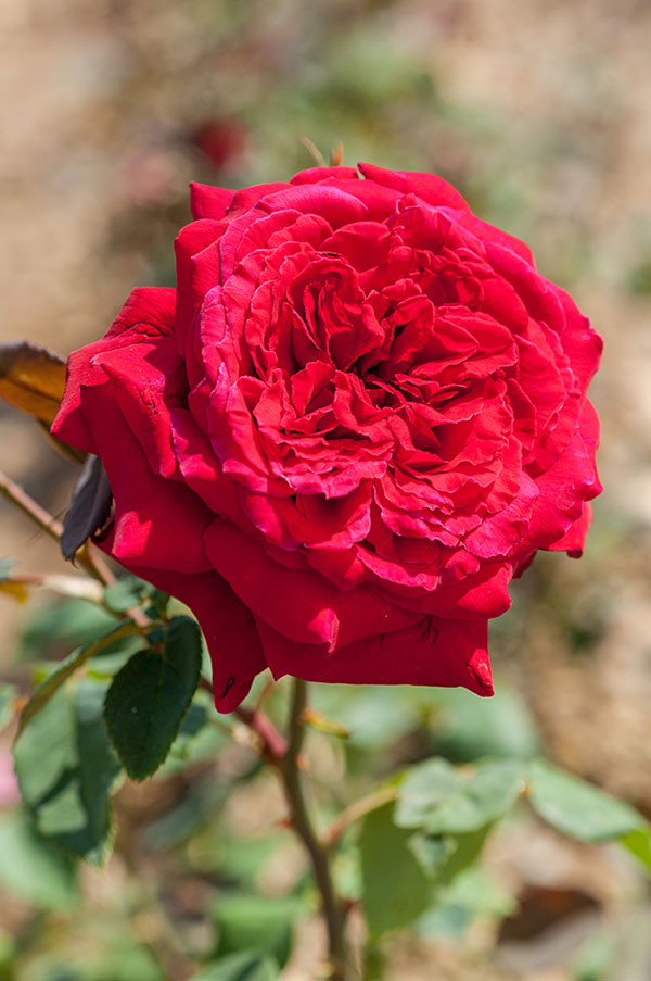 适合两广种植的浓香宜人的正红月季——恩钿女士/温斯顿