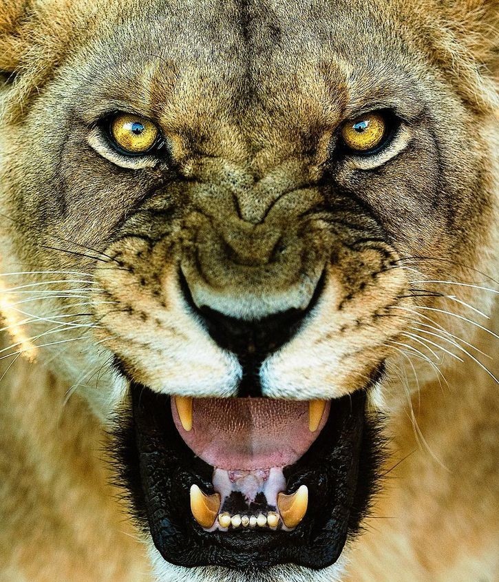 帅气的狮子好有威严,这个狮子霸气侧漏!