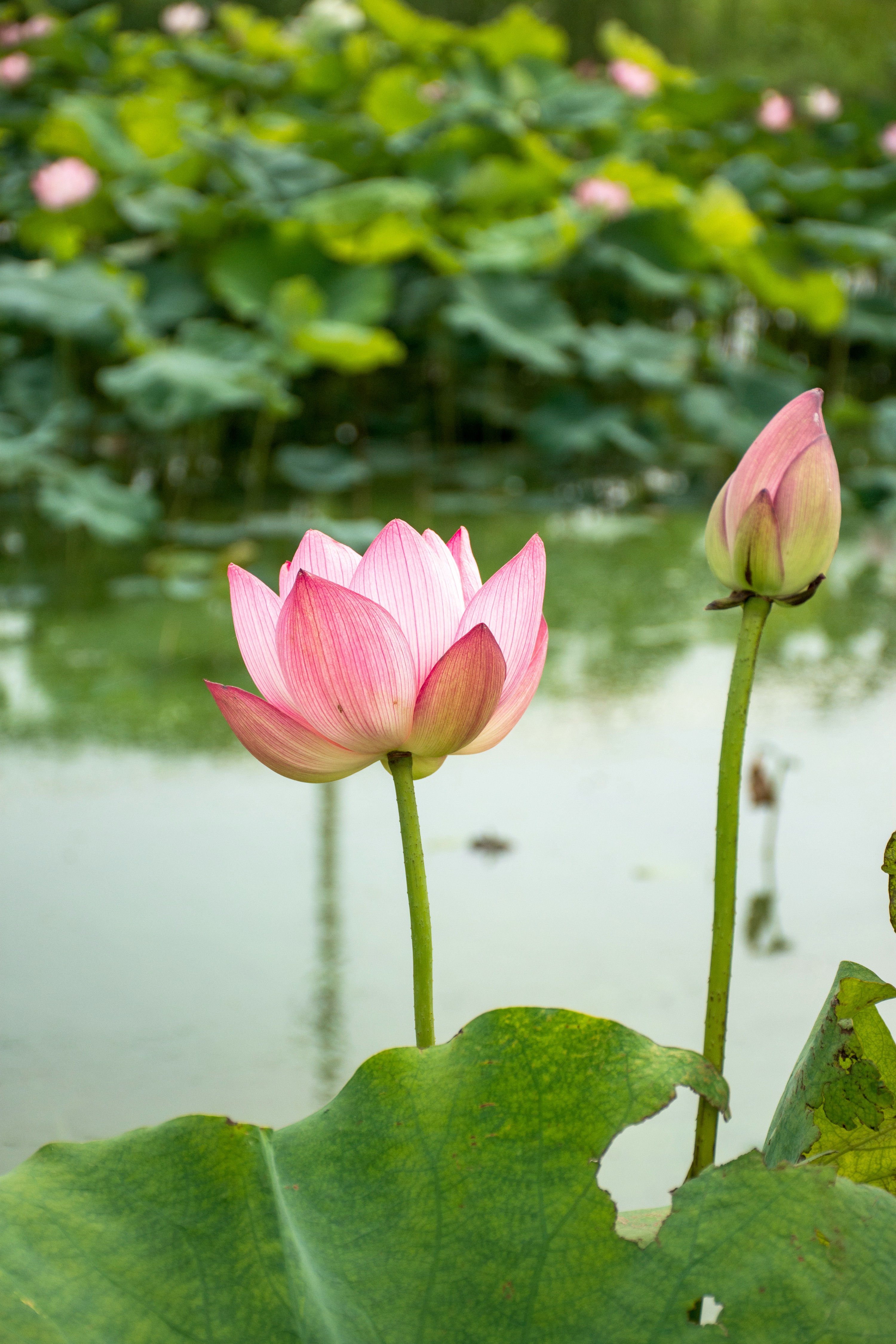 江苏洪泽:西顺河湿地野荷竞相怒放