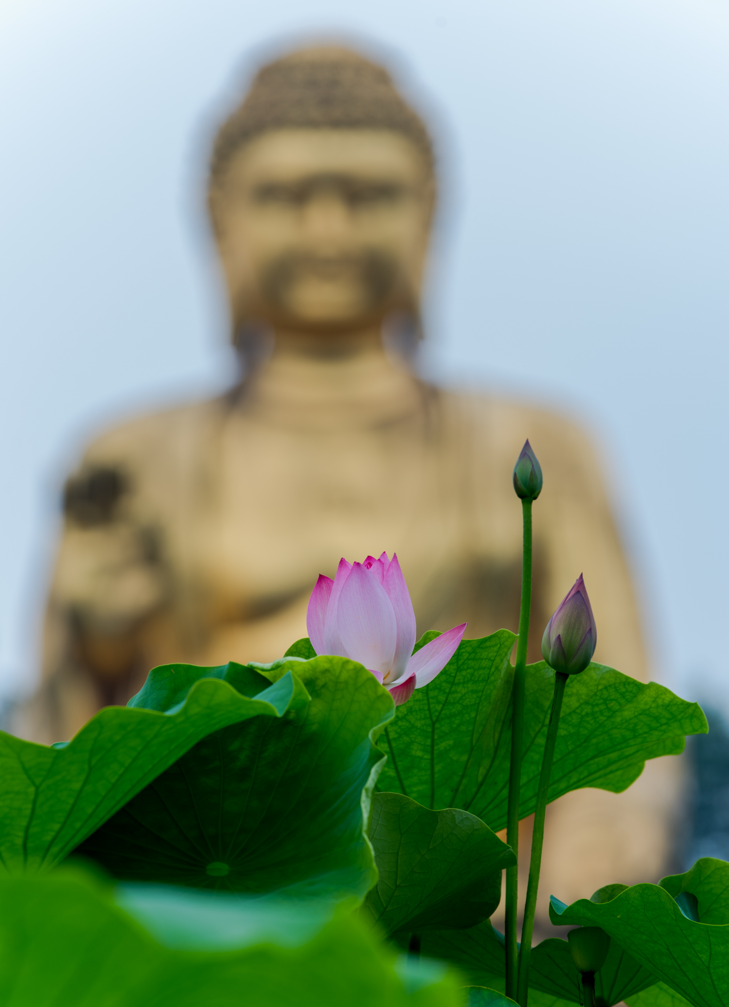 14张图片带你欣赏最具禅意的荷花,重庆华岩寺,绝对不虚此行