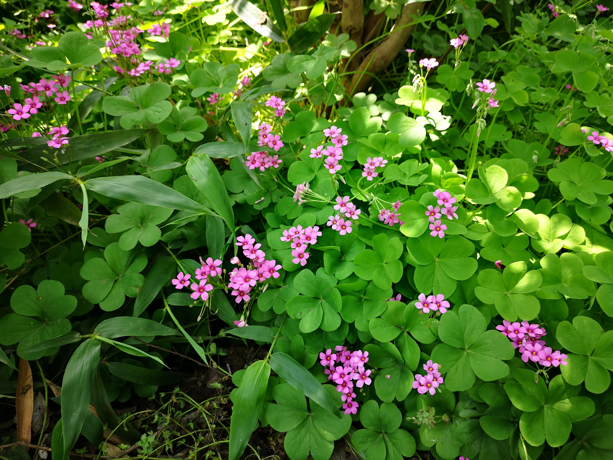 小小的夜合梅,鲜艳亮丽