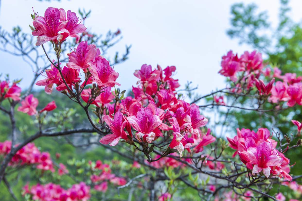 河南鲁山:四棵树平沟杜鹃花开满山岗