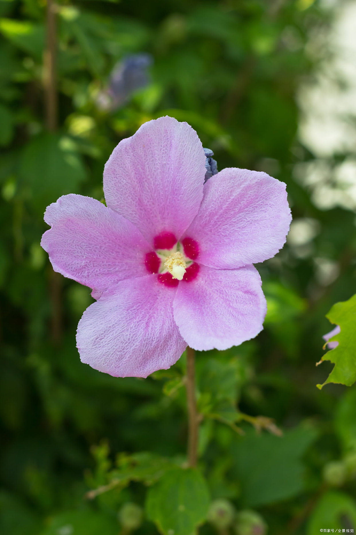 零落桐叶雨,萧条槿花风.——唐代:白居易(图:木槿花)