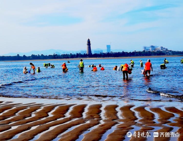 荣成海滩退潮以后,赶海和游玩的人们各有各的乐趣