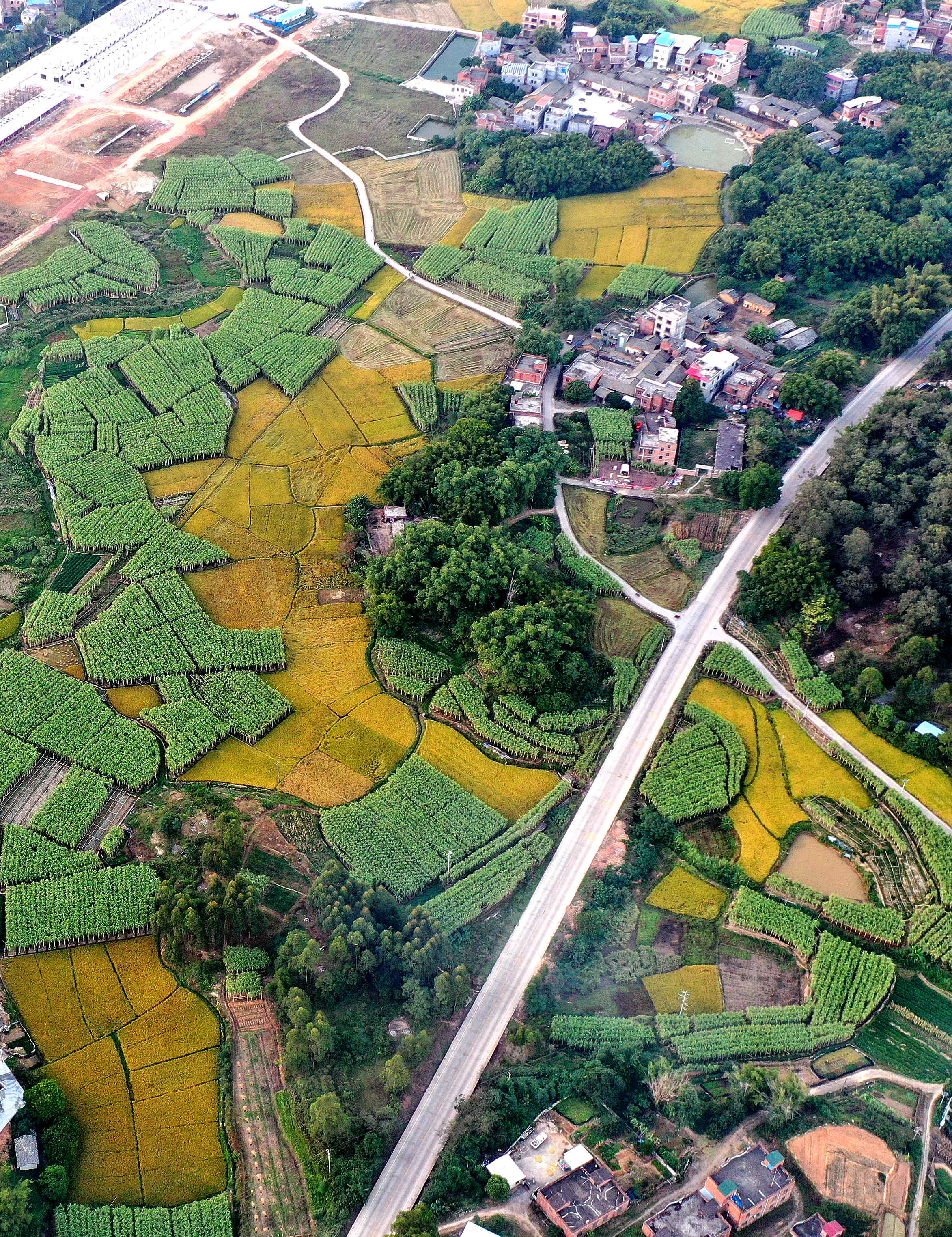 贵港市港南区木格镇成熟的白玉蔗林与成熟的稻谷共同描绘着田野的秋色