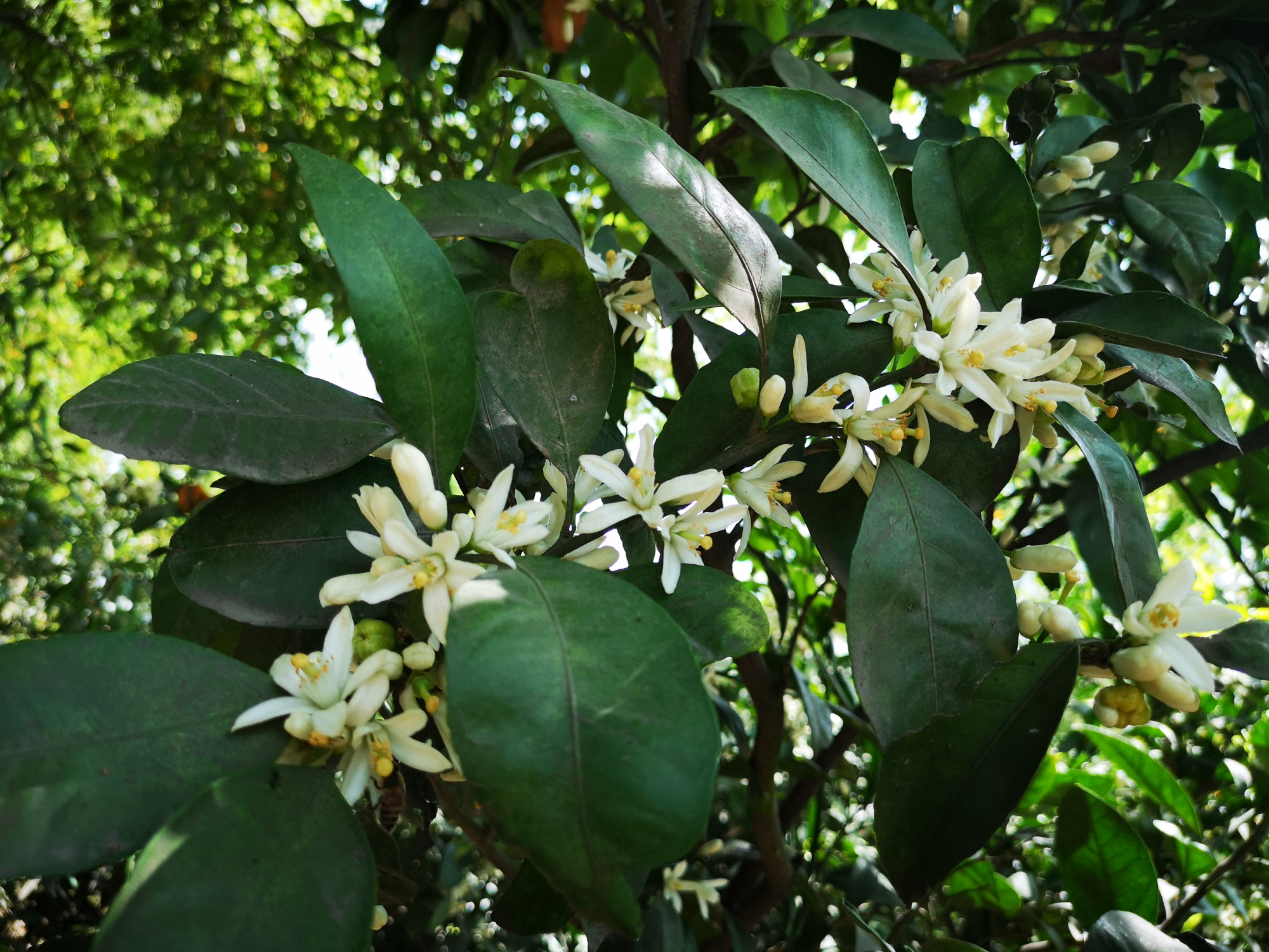 桔子树开花了,枝叶间溢满清香