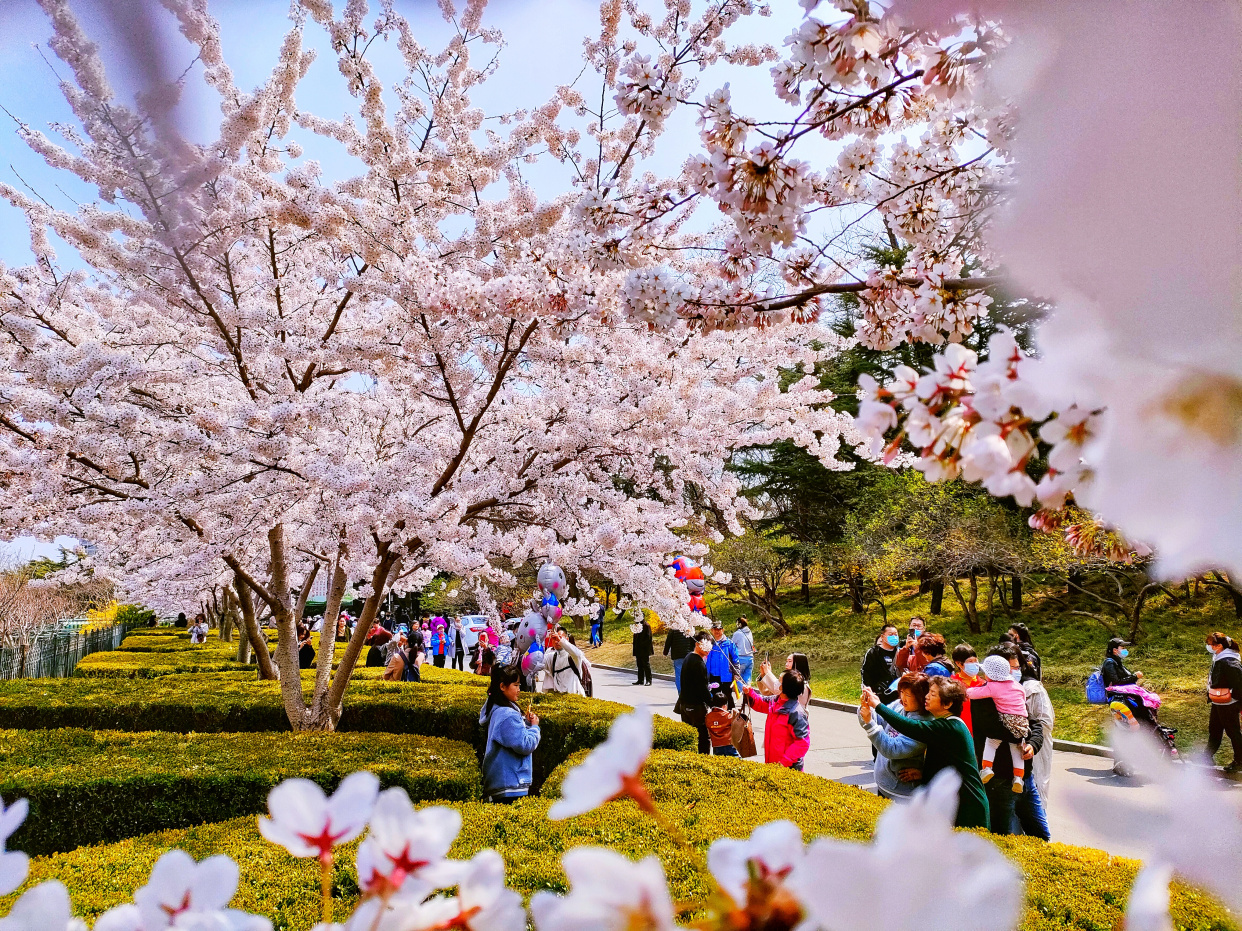 一整条街都是樱花,大连劳动公园太美了