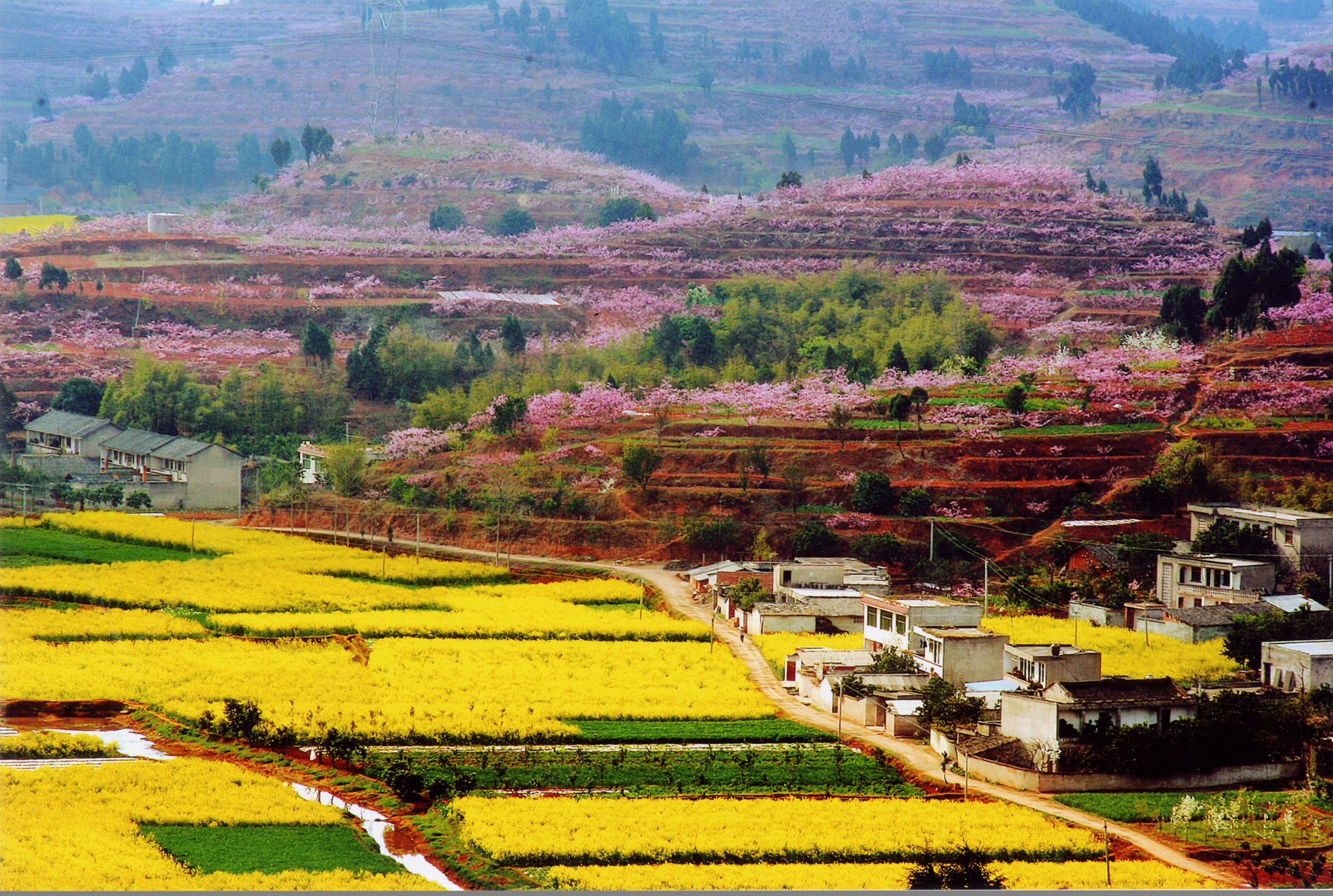 "花果 文艺"完美cp!广汉松林,从小山村到旅游网红打卡地