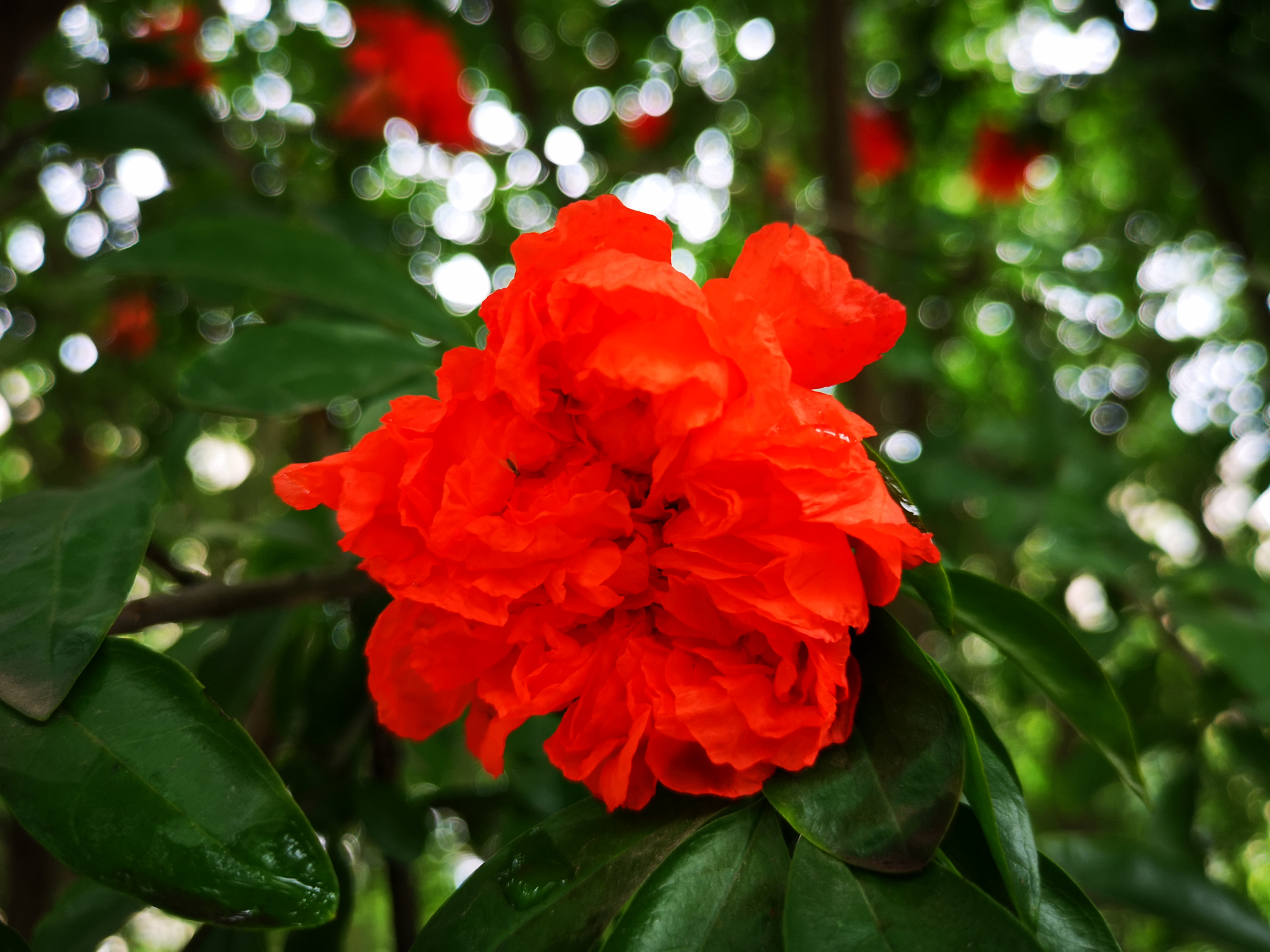 庭前石榴花,繁花满树,明艳如火
