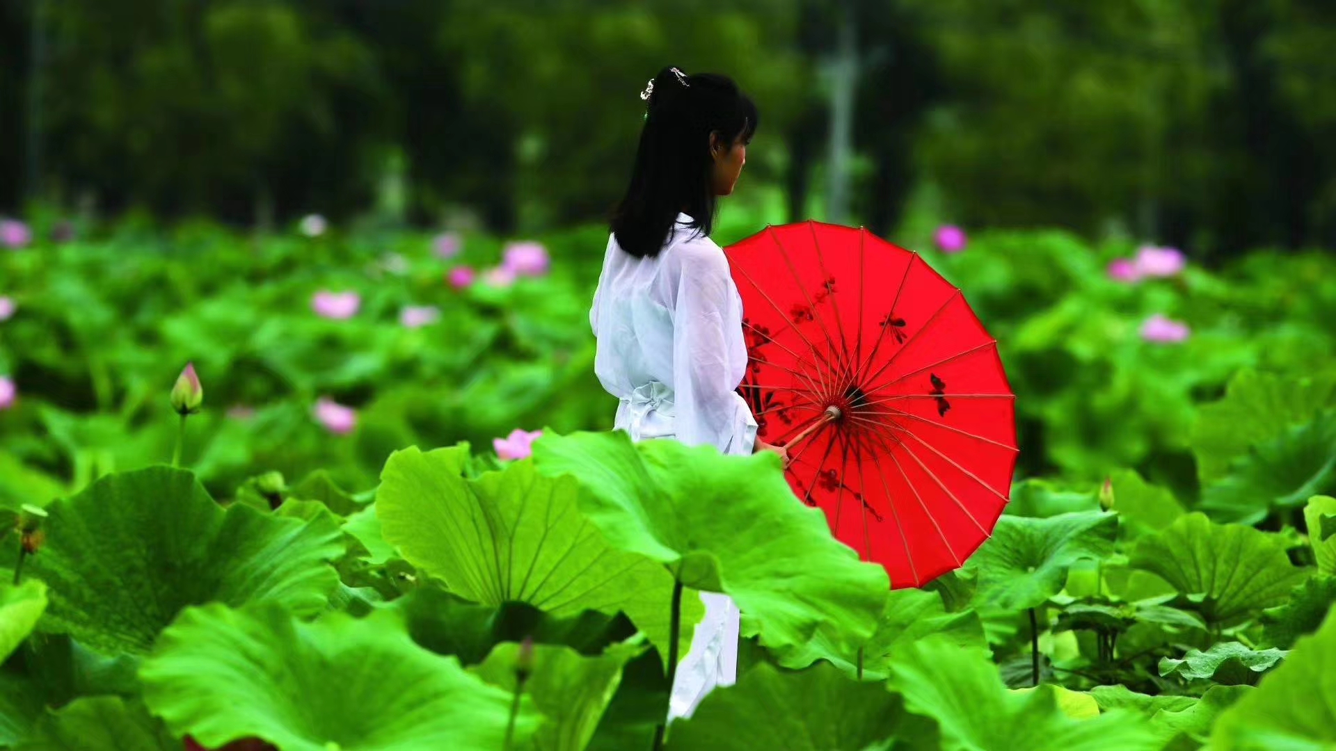 美女模特,莲池和莲花