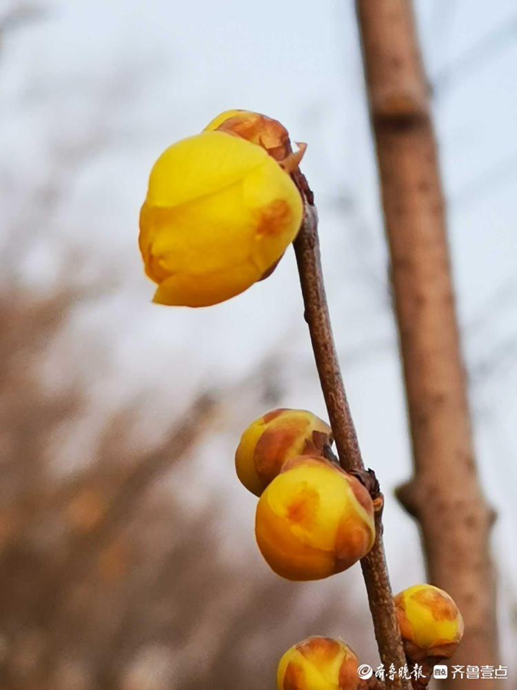 含苞待放的腊梅图片