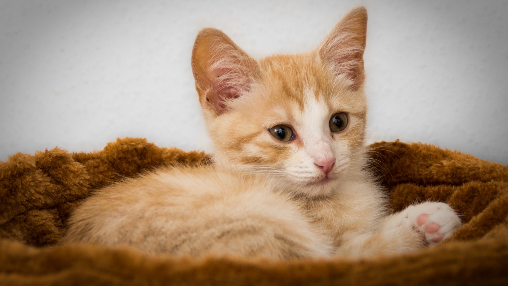 图集:分享一组可爱的小奶猫壁纸,赶紧收藏吧!