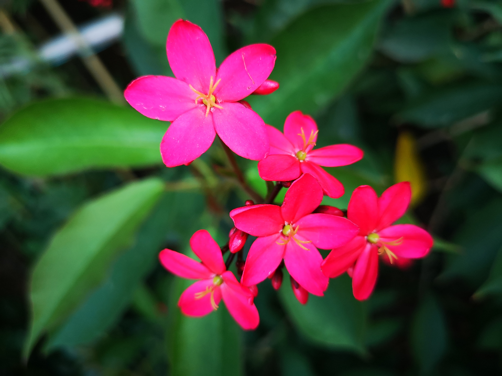 每天都绽放的小花朵,红艳艳的琴叶樱