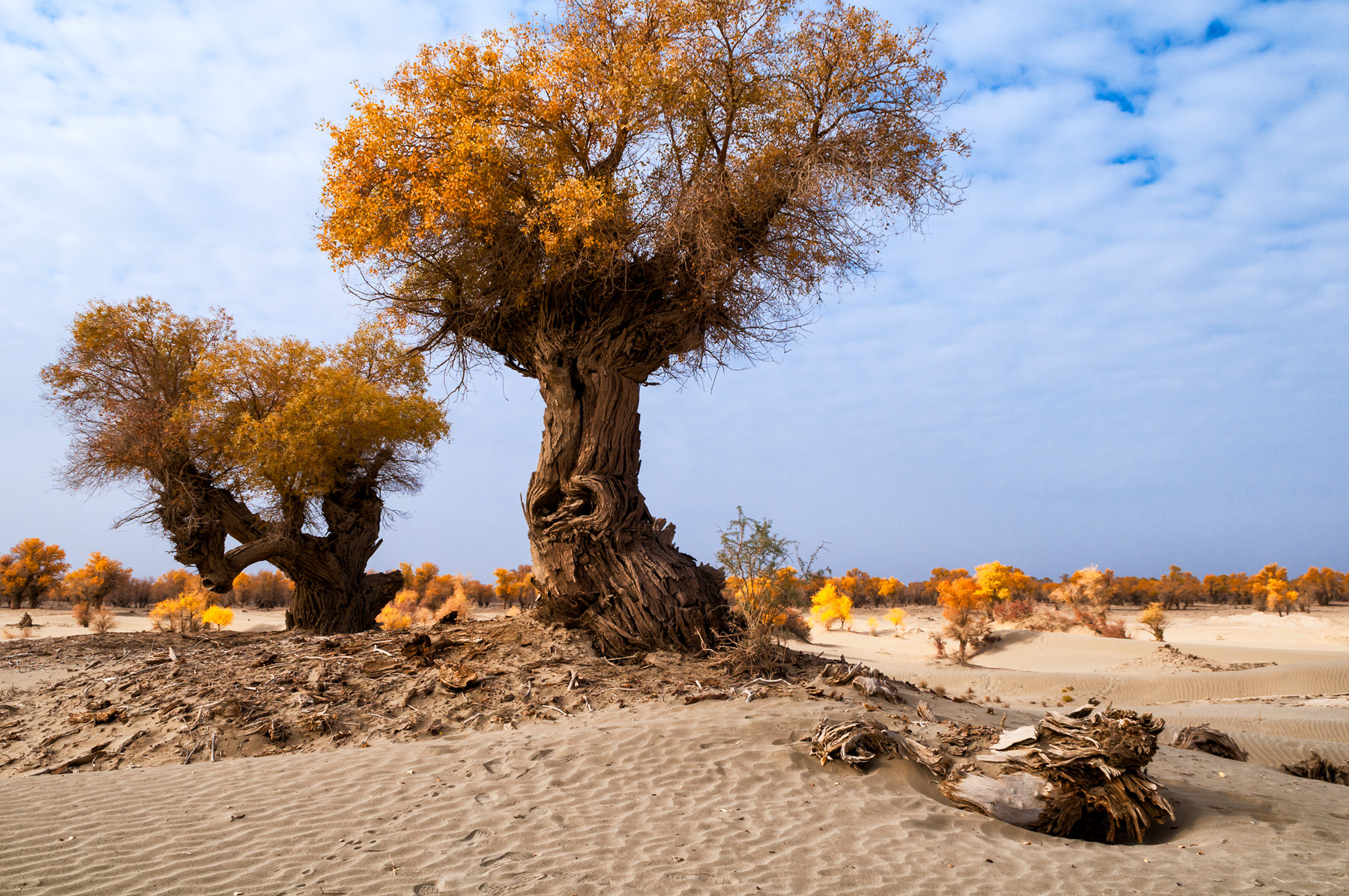 新疆记忆——沧桑,悲壮的古老树种胡杨(一)