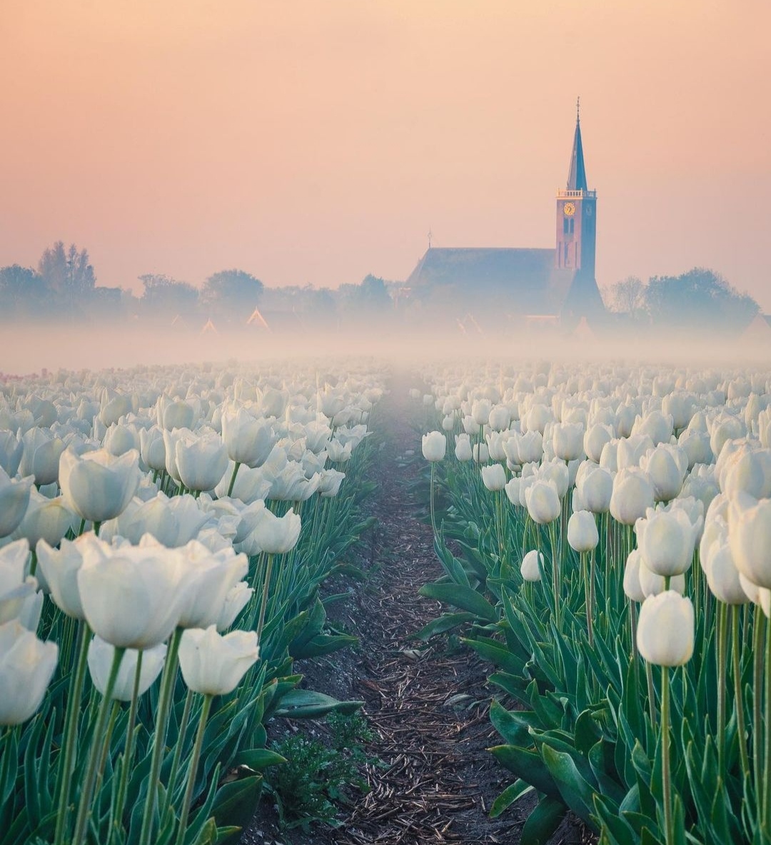 唯美荷兰郁金香花田大片