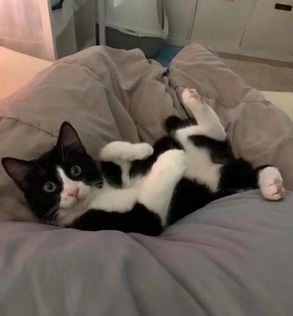 来看可爱的jb猫!