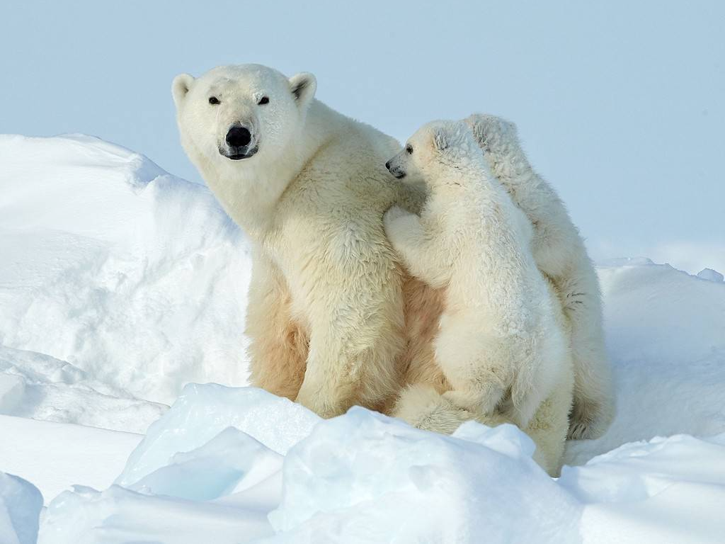 加拿大:北极熊一家在雪地撒欢儿