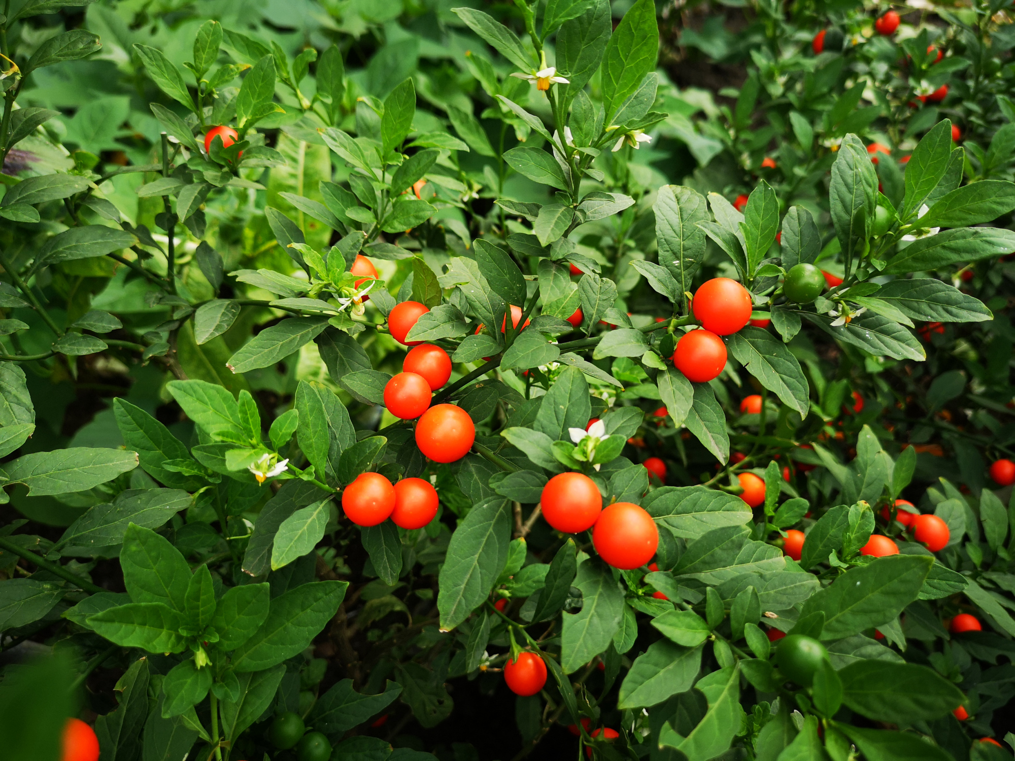 一树吉庆果,美丽鲜艳,吉祥喜庆