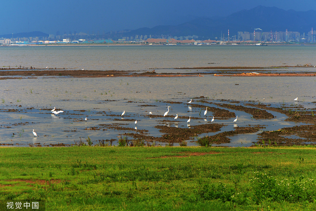 青岛:白鹭滩涂湿地间嬉戏觅食