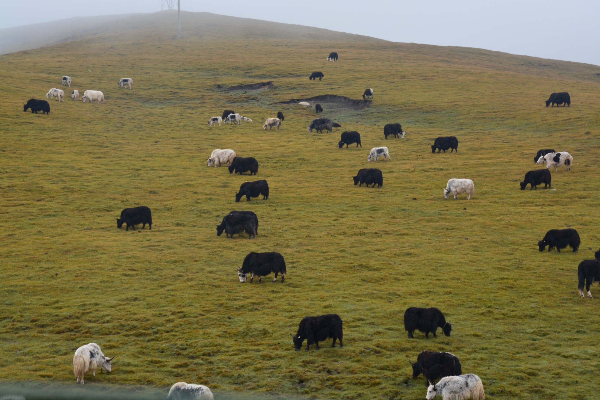 青海湖附近牧民的牦牛