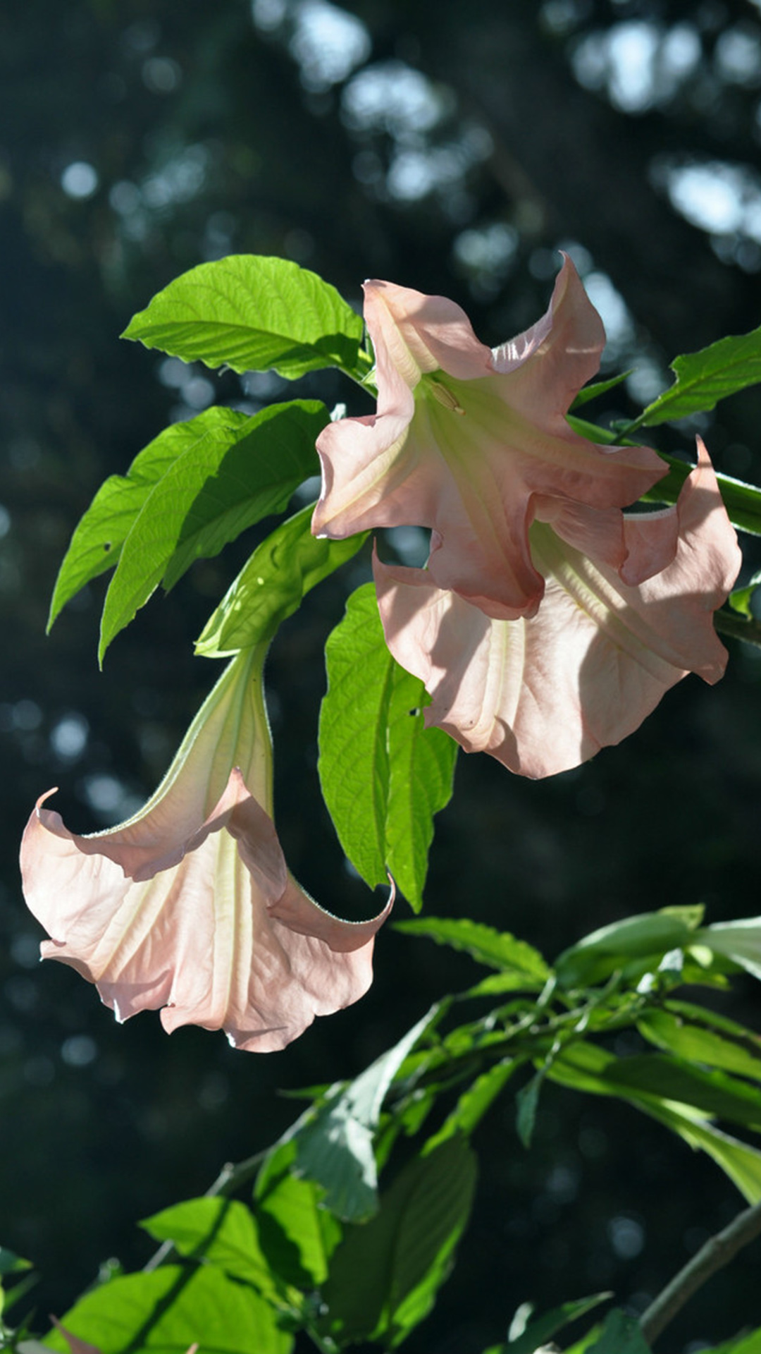 曼陀罗(茄科曼陀罗属植物)
