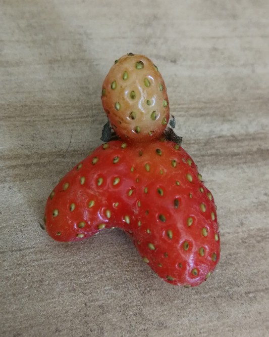 这个草莓长得好奇怪啊,这种畸形的草莓你见过吗?