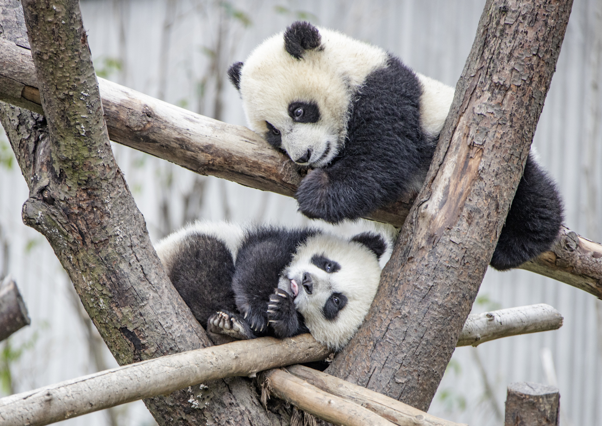 熊猫开车车,荡秋千,爬树树!实在太太太萌啦