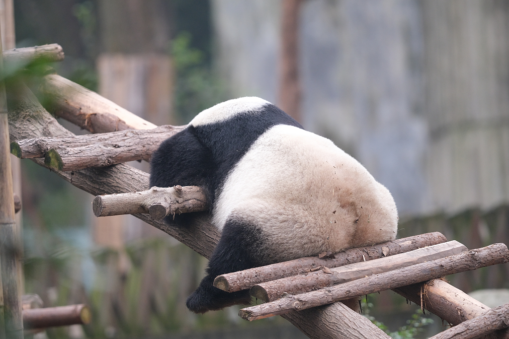 成都大熊猫繁育研究基地:大熊猫睡姿可爱