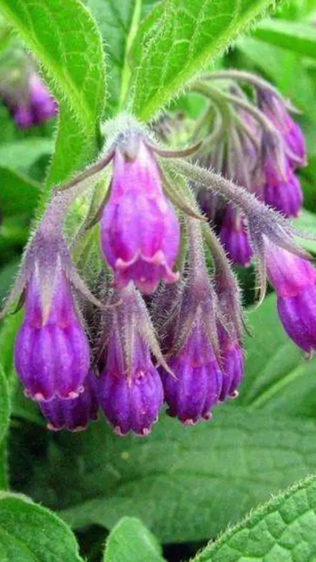 紫草(紫草科紫草属植物)