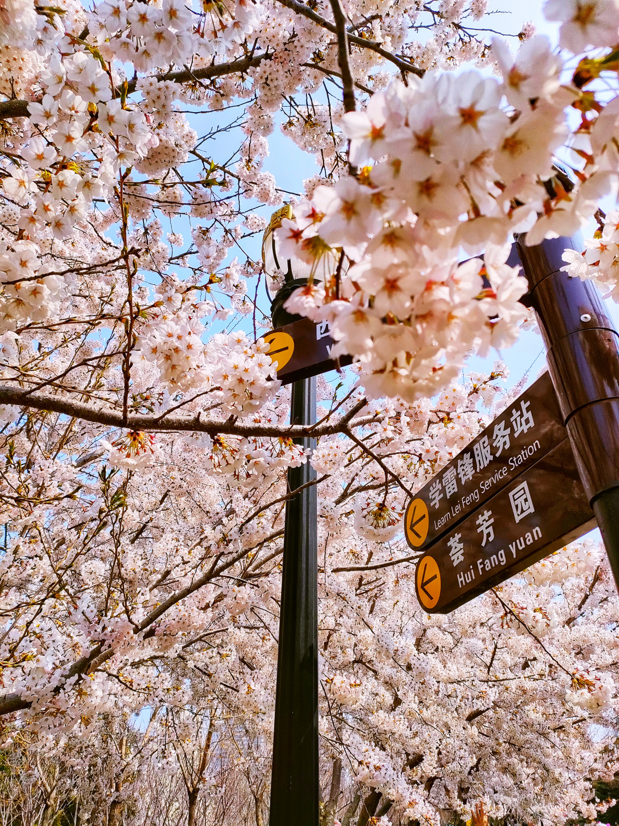 一整条街都是樱花,大连劳动公园太美了