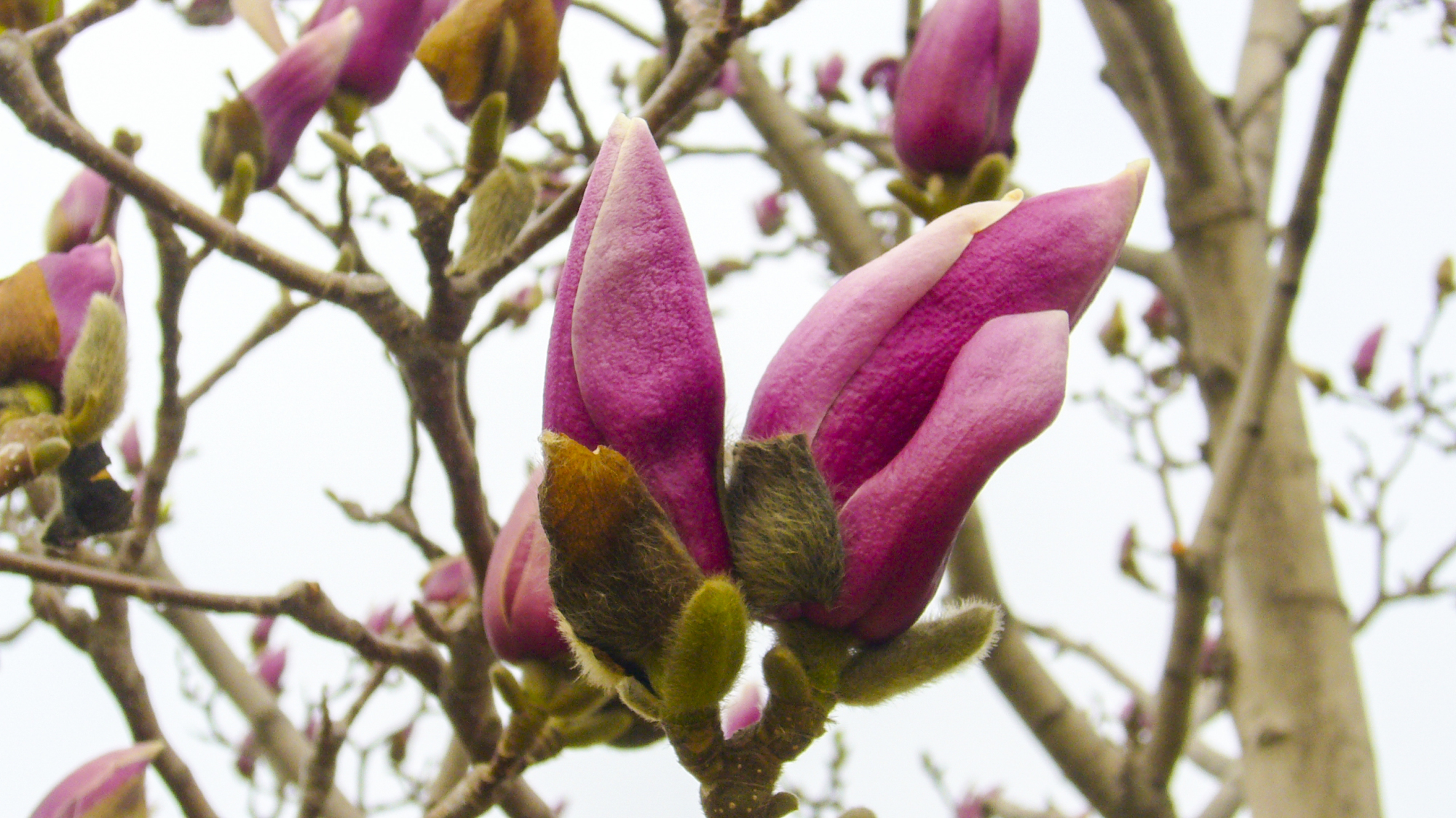 含苞待放的玉兰花十分可爱迷人