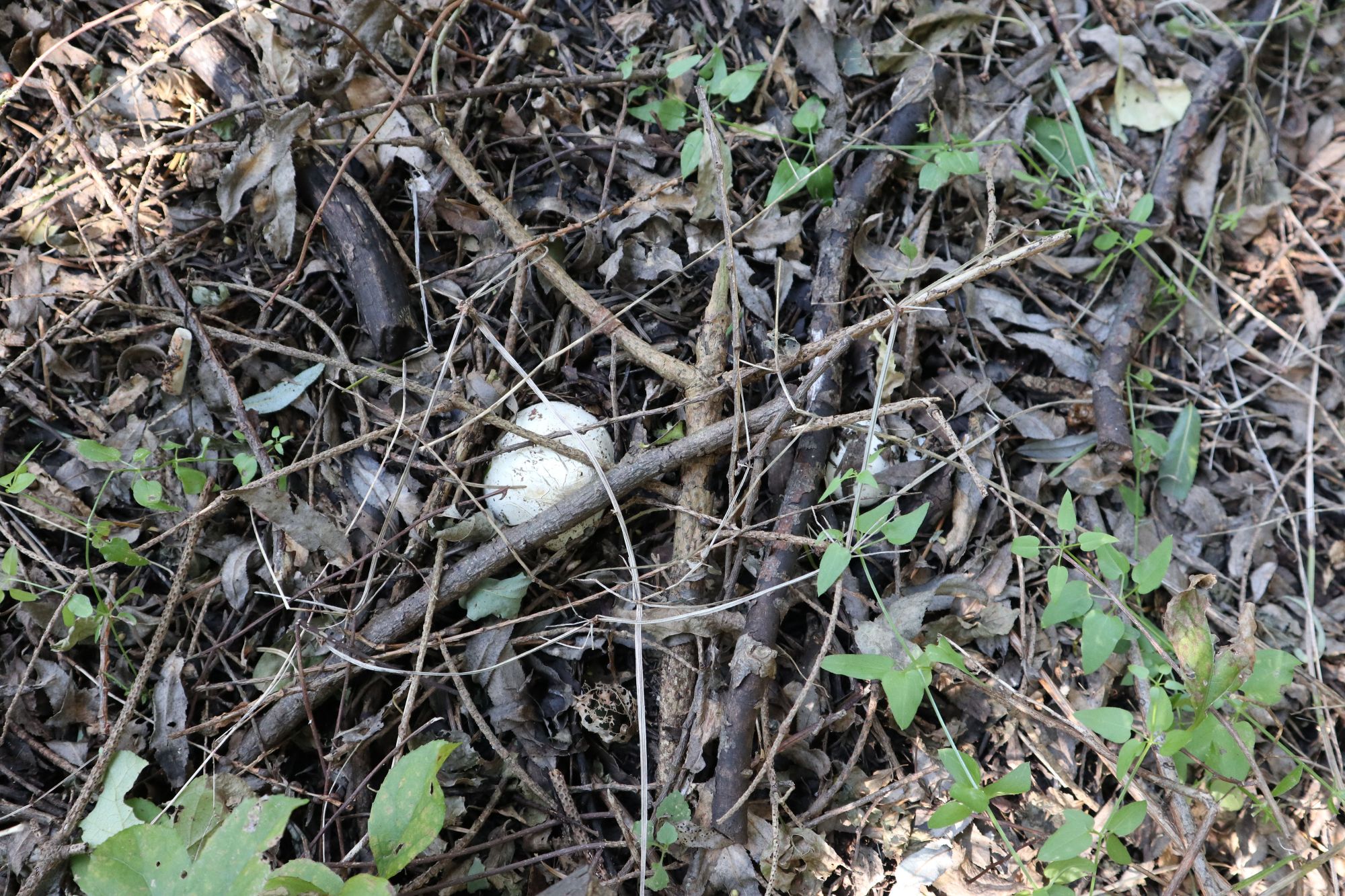 鬼笔蛋,蛋形的蘑菇