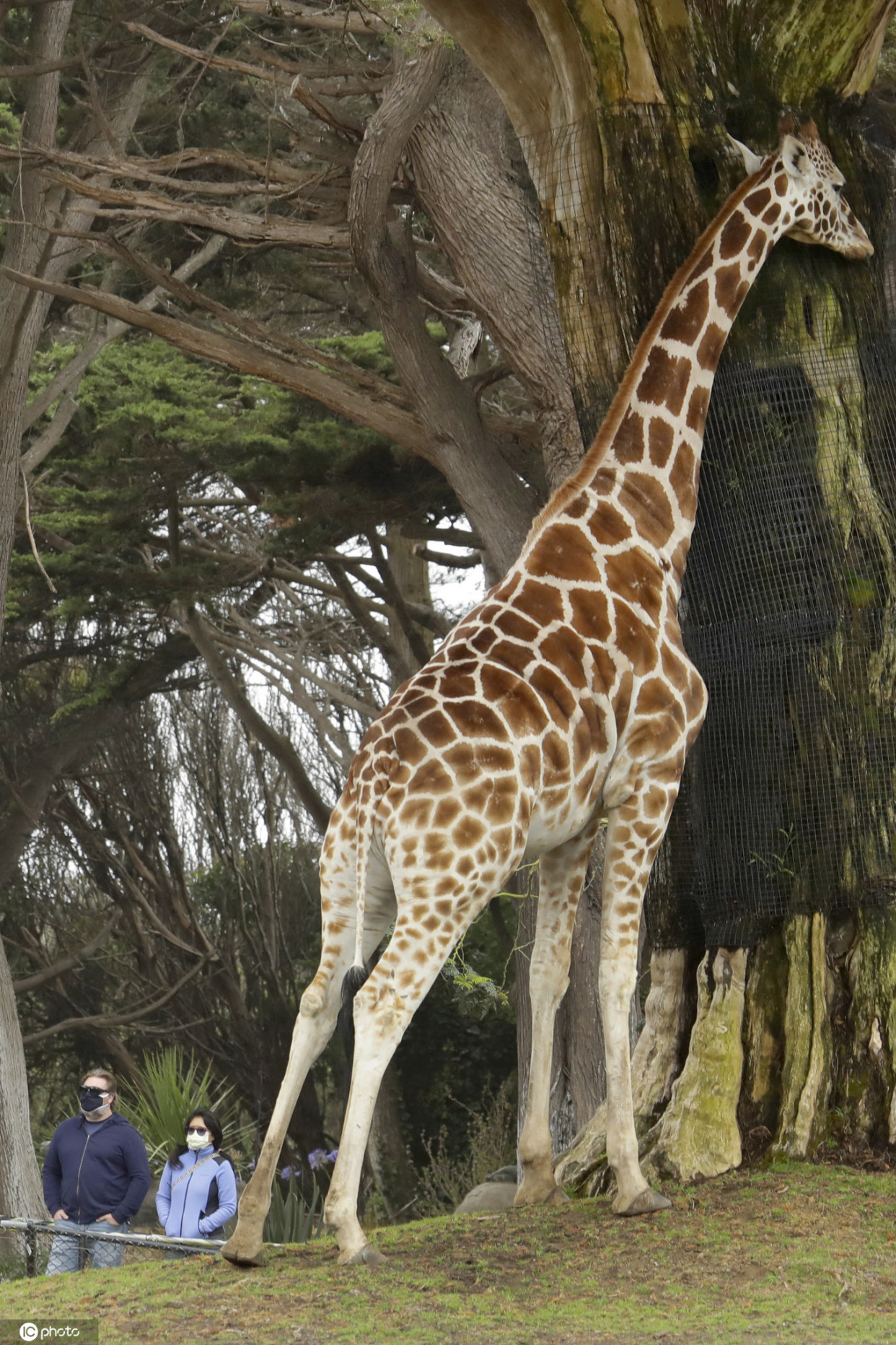 美国旧金山动物园开放企鹅长颈鹿亮相萌萌哒