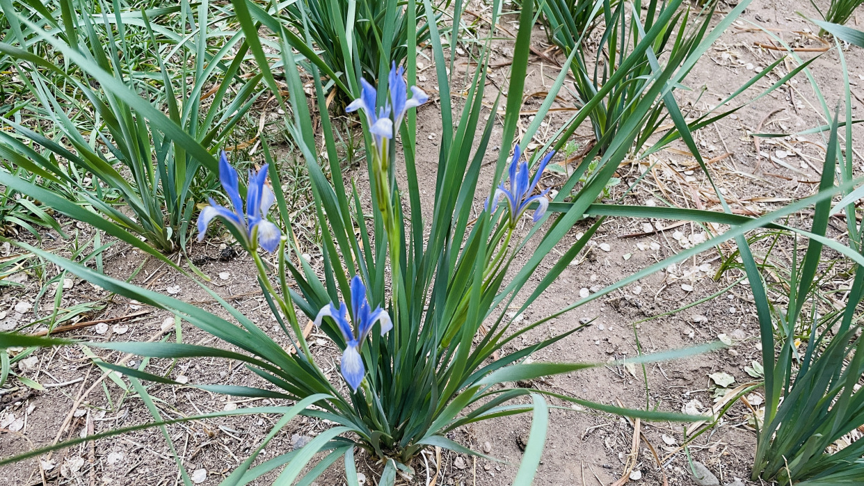 它是内蒙古的省花,草原上随处可见,过去千家万户能见到它的影子