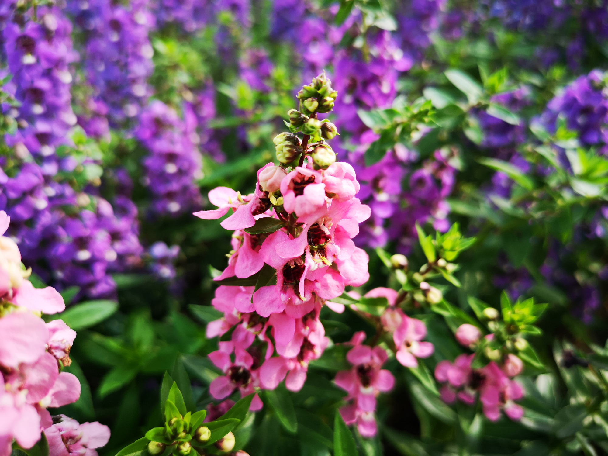 香彩雀,盛开遍野的绚丽小花朵