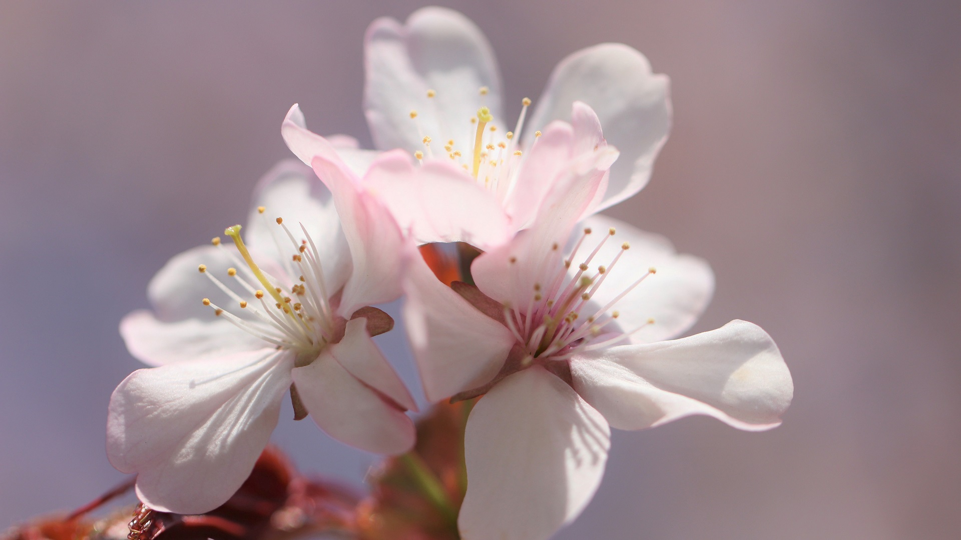 一朵樱花图片高清图片
