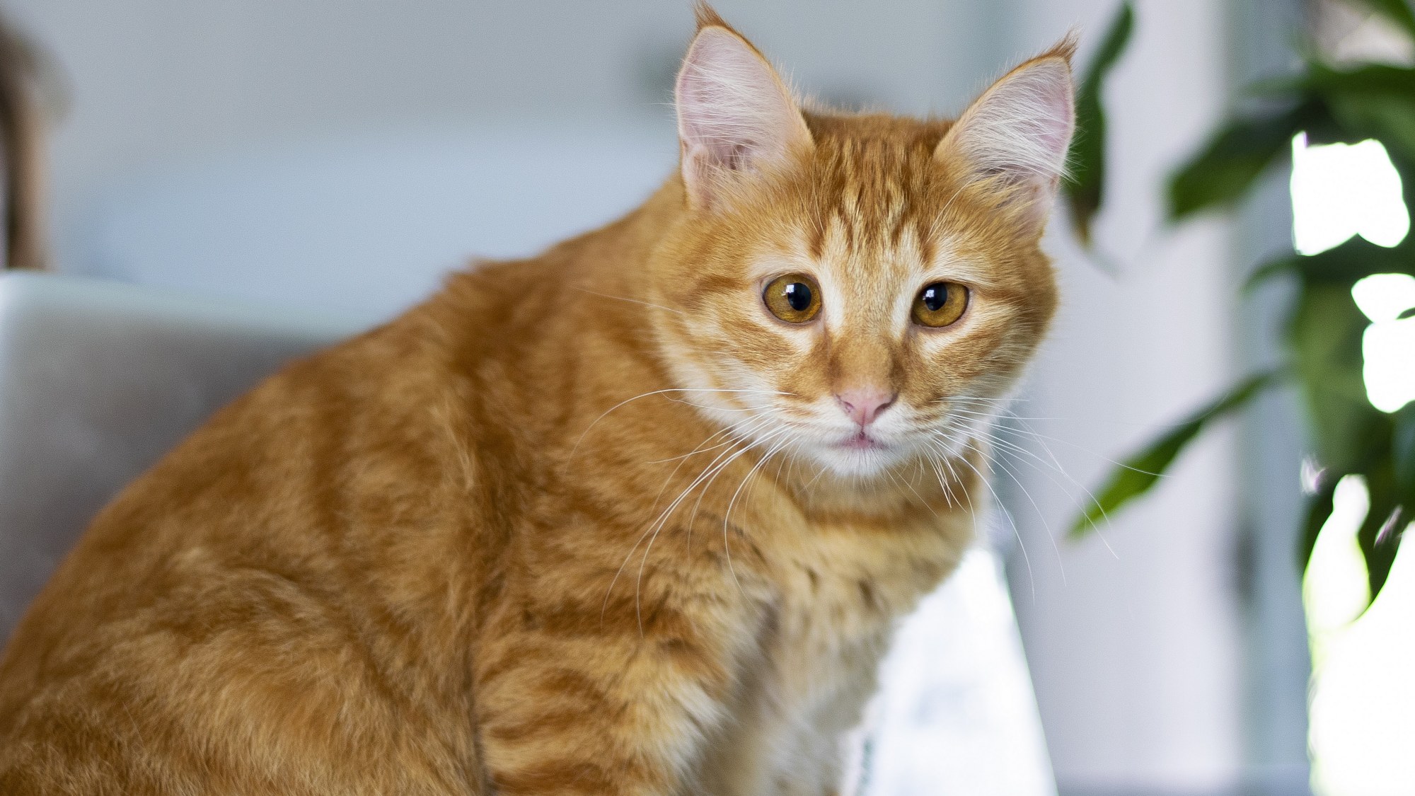 图集:分享一组可爱的小奶猫壁纸,赶紧收藏吧!