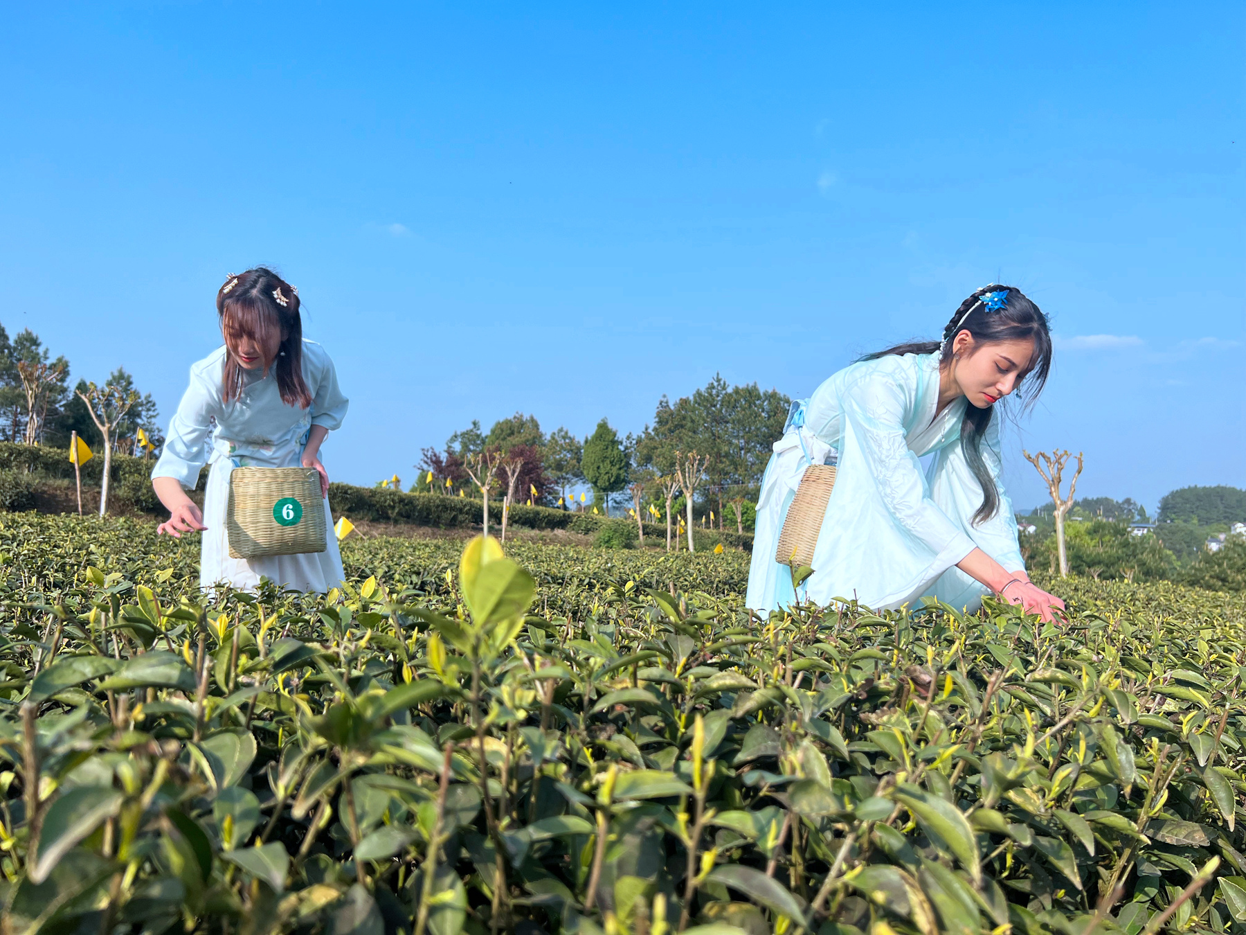 走进茶园拥抱自然,旺苍两个小仙女在茶园里采茶,画面真好!
