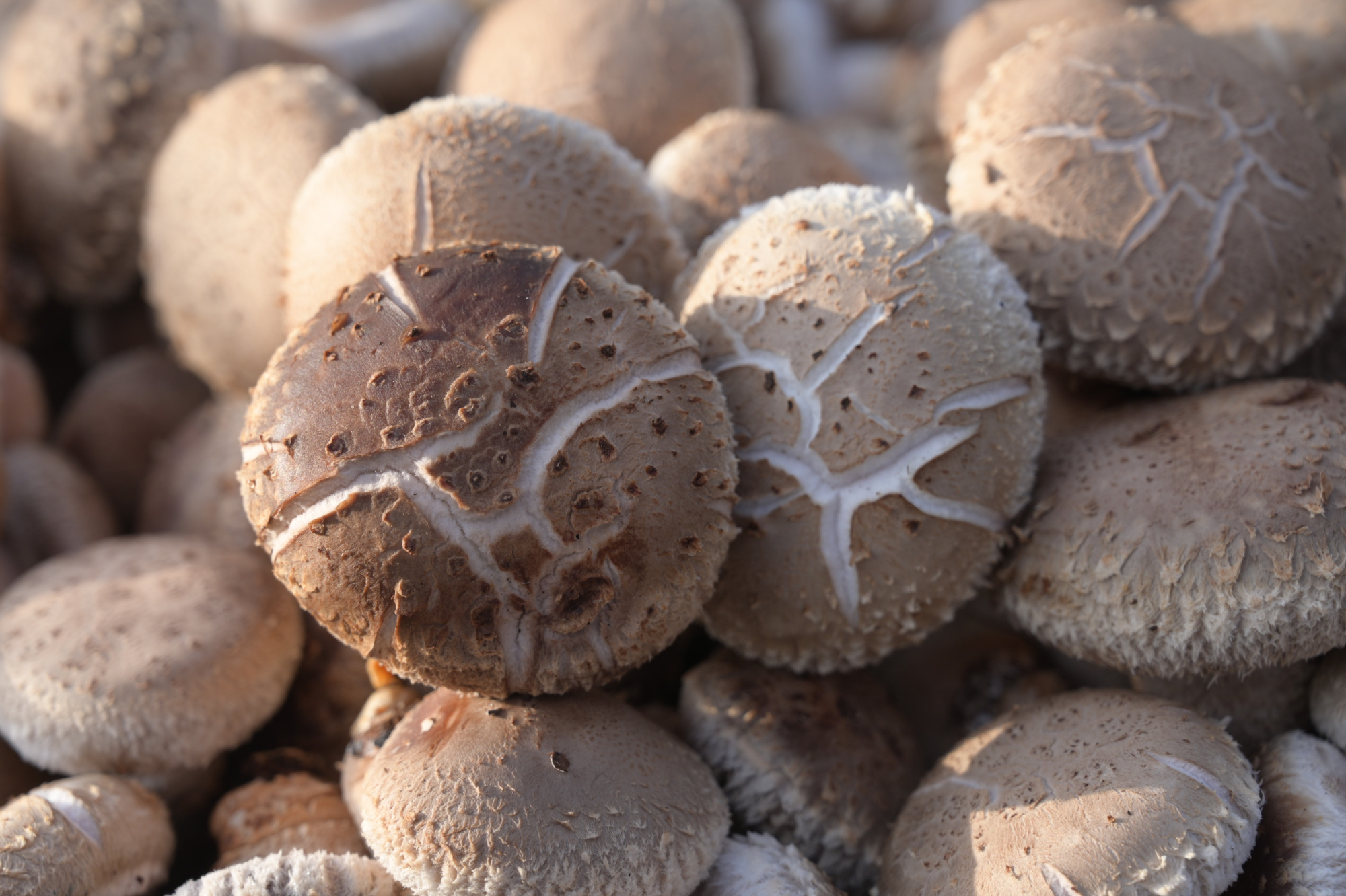 河南西峡县:香菇产业助推脱贫进入"加速度"