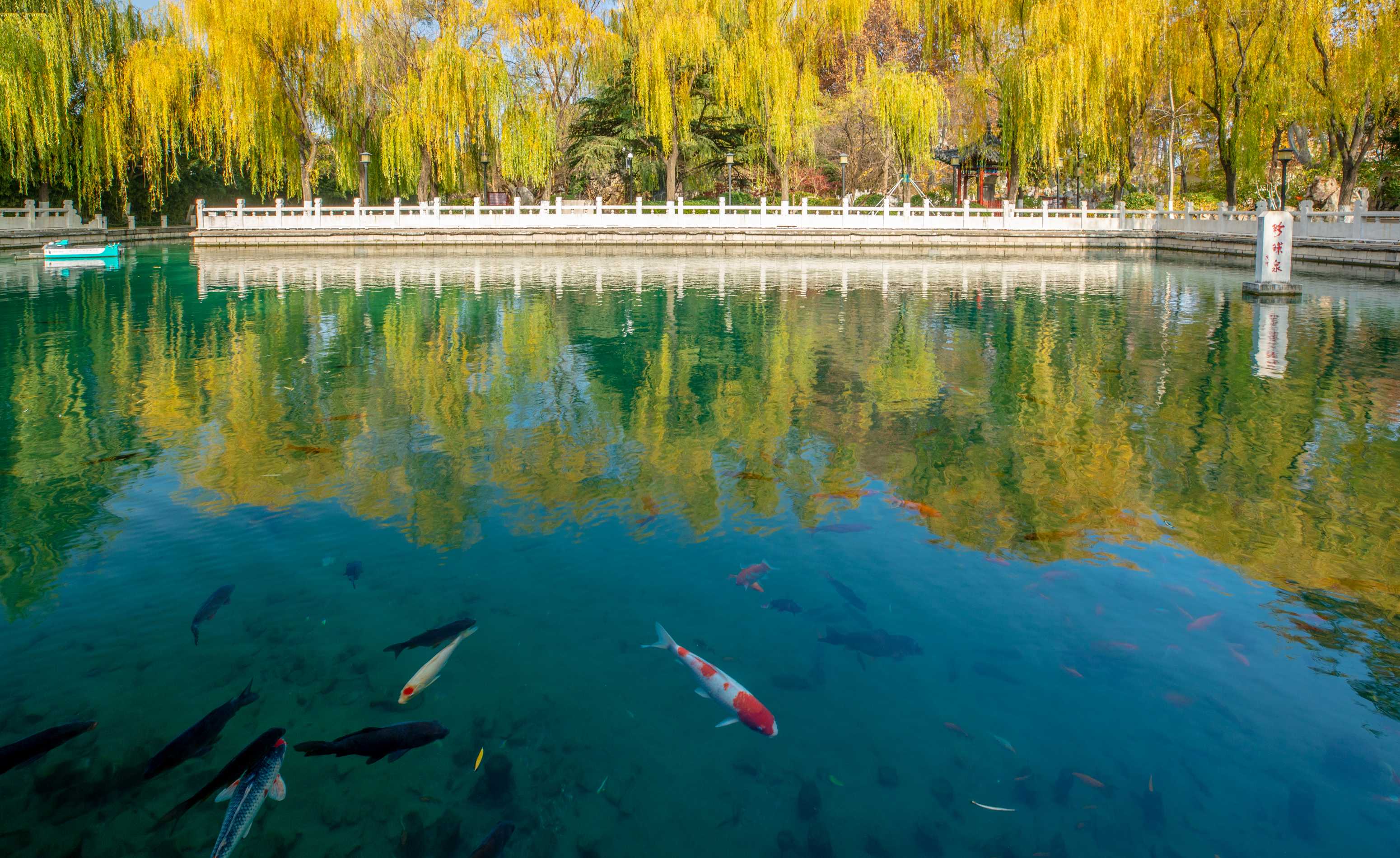 济南这处泉水初冬时节美景如画