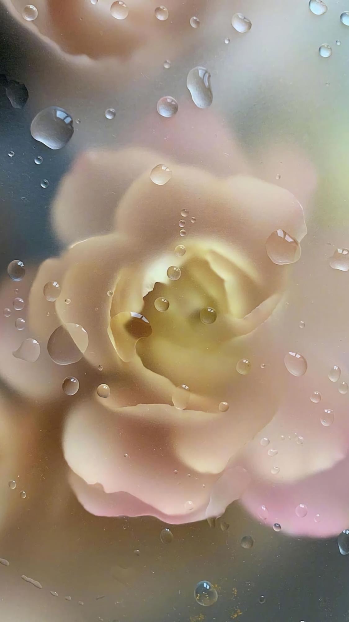 唯美花壁纸,好喜欢这种玻璃水珠滤镜