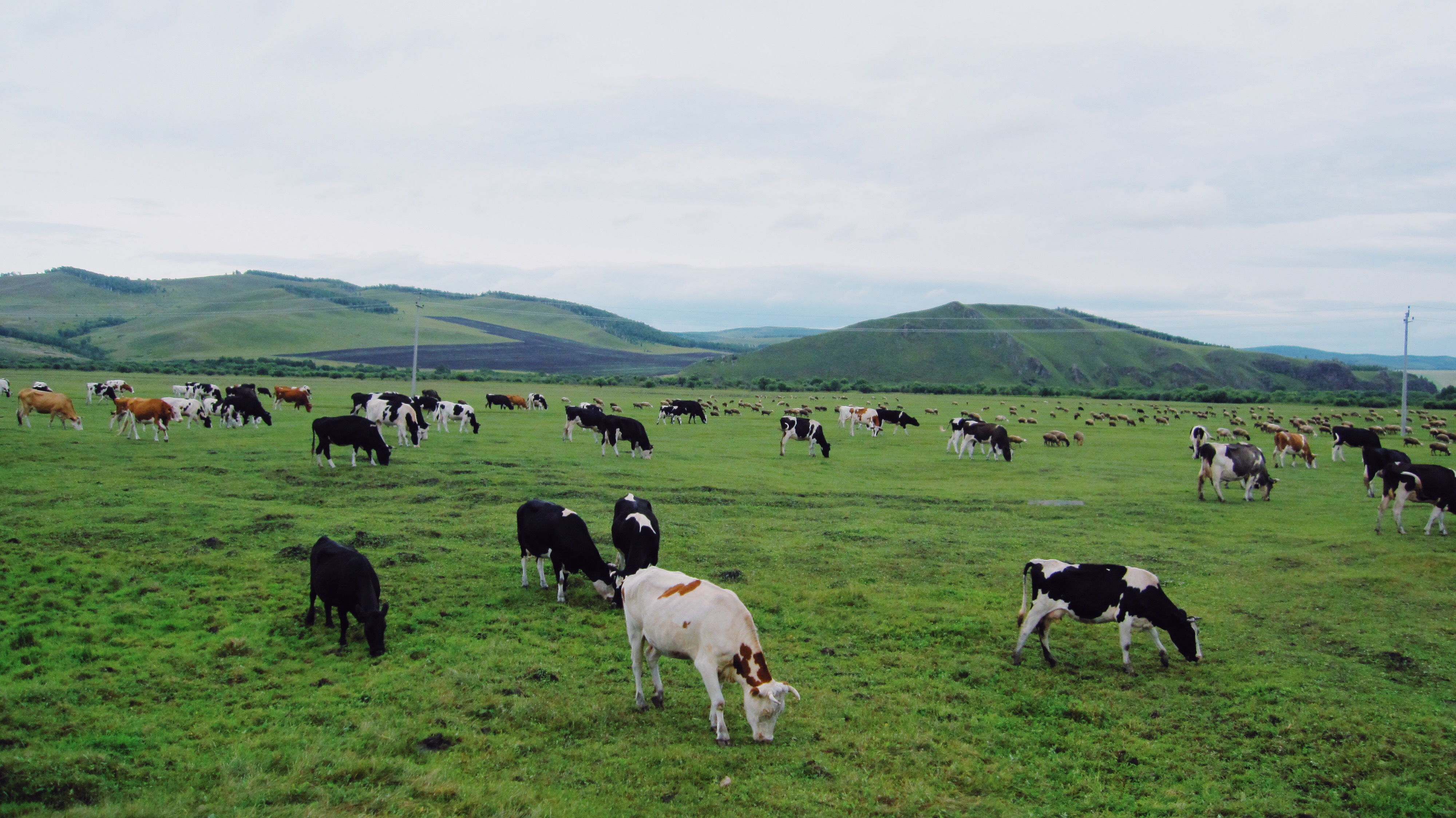 每日一景|来海拉尔的大草原体验天似穹庐,笼盖四野