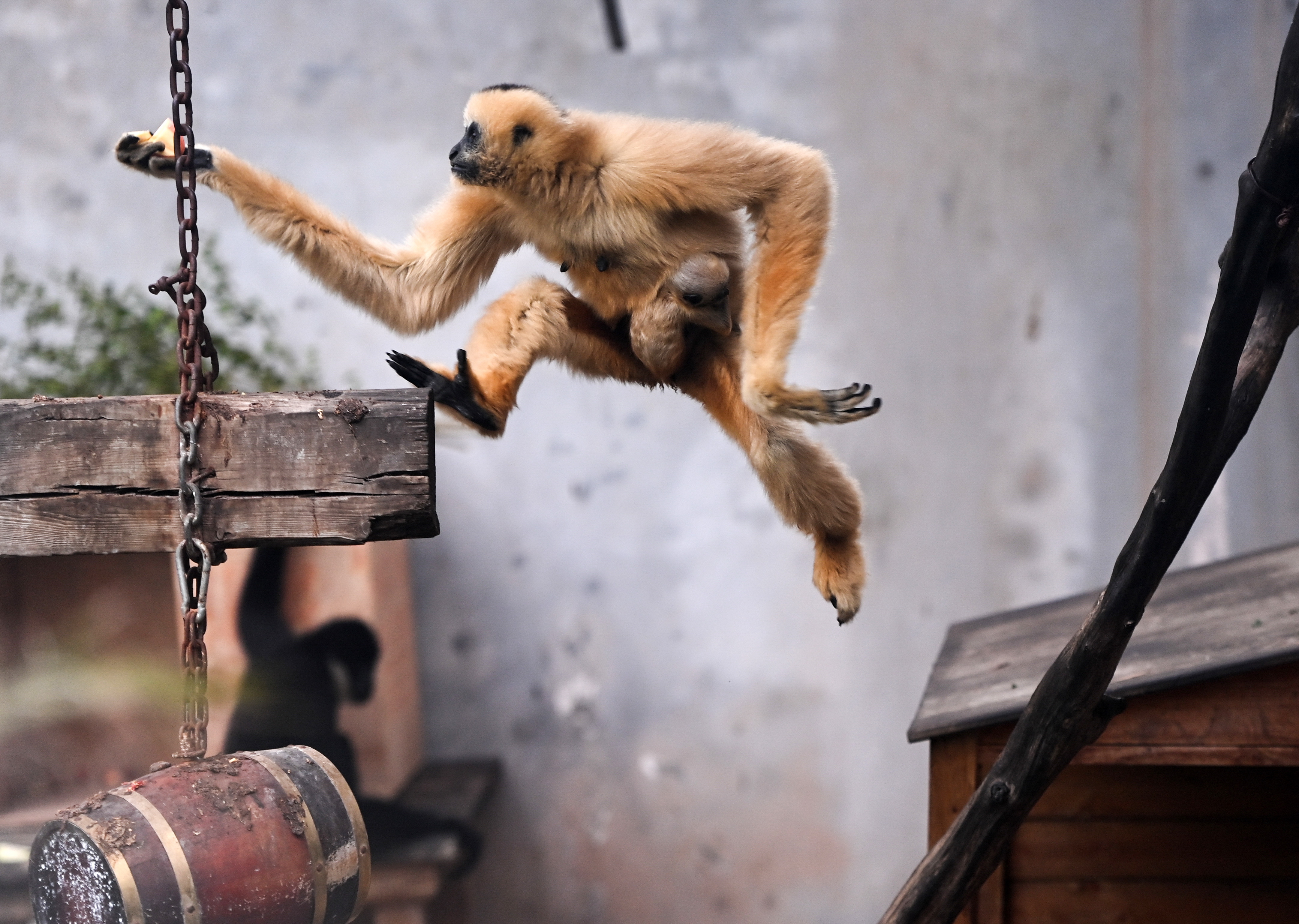 广州:北白颊长臂猿宝宝迎来满月