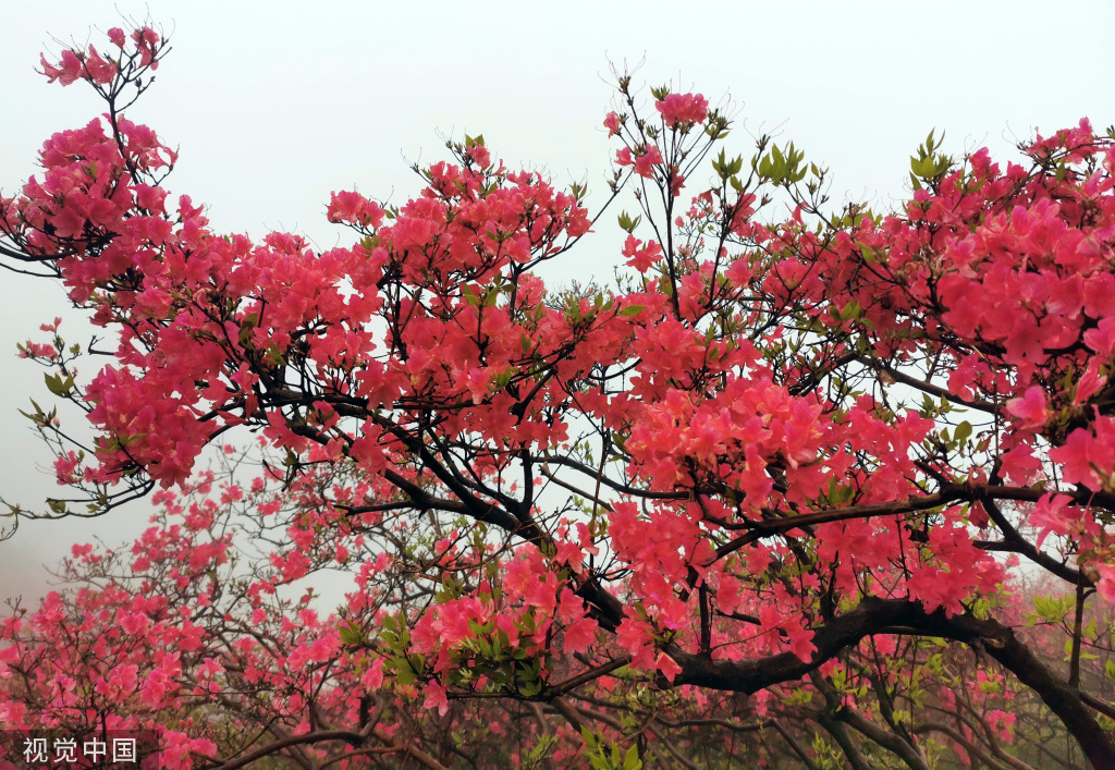 红色杜鹃花图片大全图片