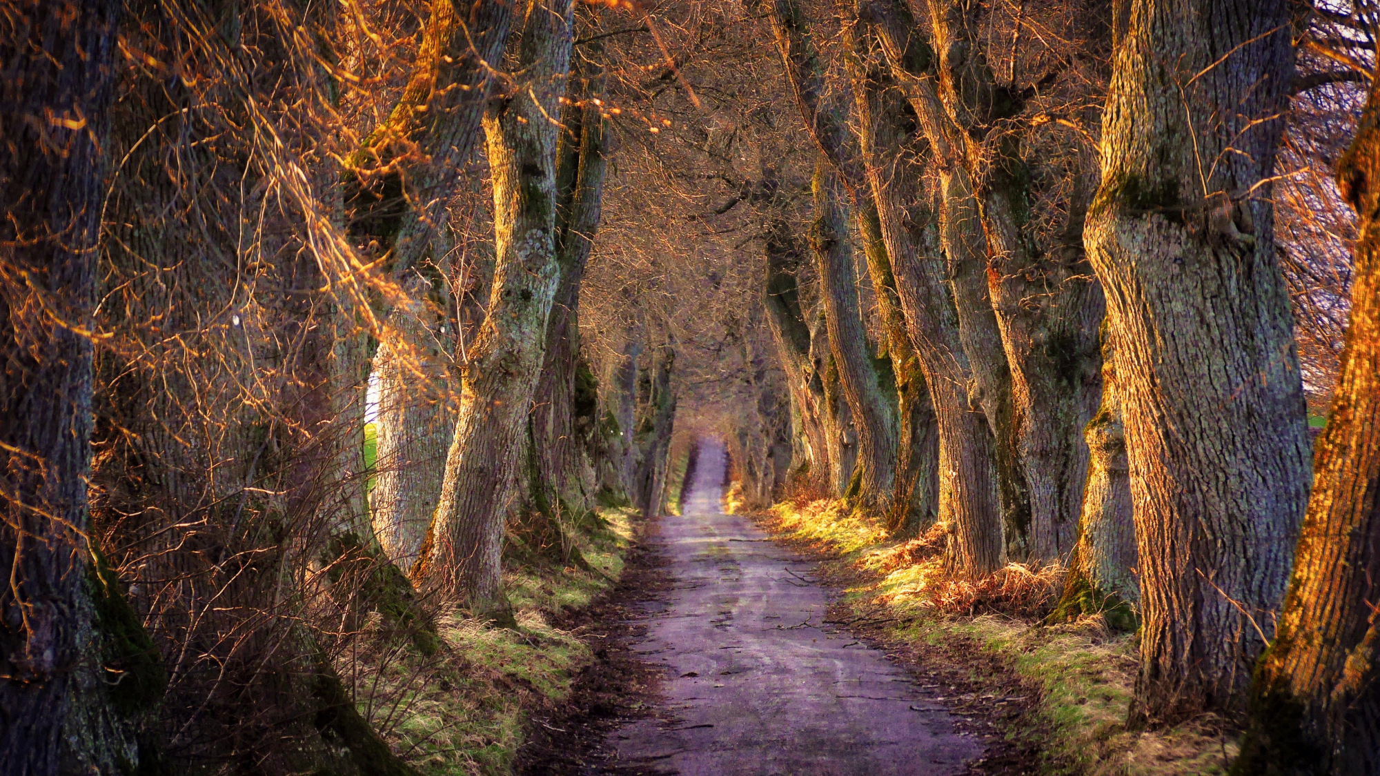 图集:分享一组林间小路风景壁纸,欢迎收藏!