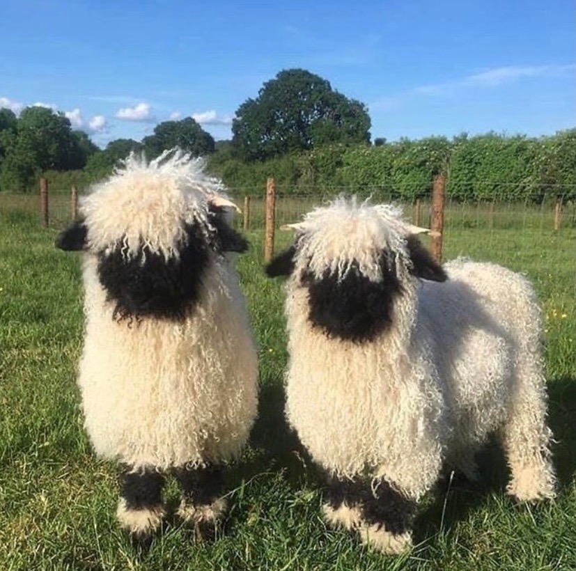 可可爱爱的黑脸羊,原来表情包就是出自它的身上!画面太有喜感了